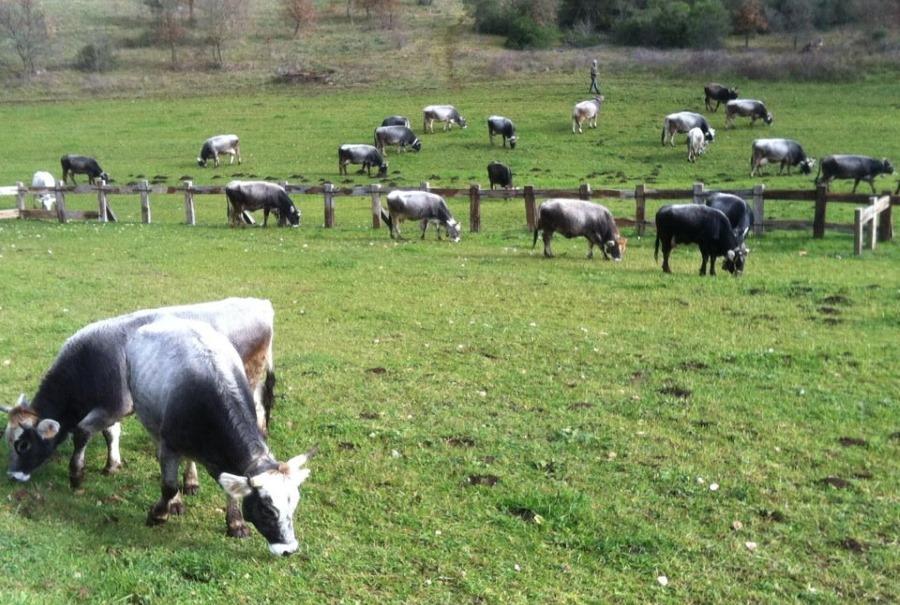 Agriturismo Amicizia كاسانو ديلي مورجي المظهر الخارجي الصورة