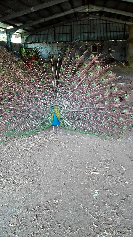 Agriturismo Amicizia كاسانو ديلي مورجي المظهر الخارجي الصورة