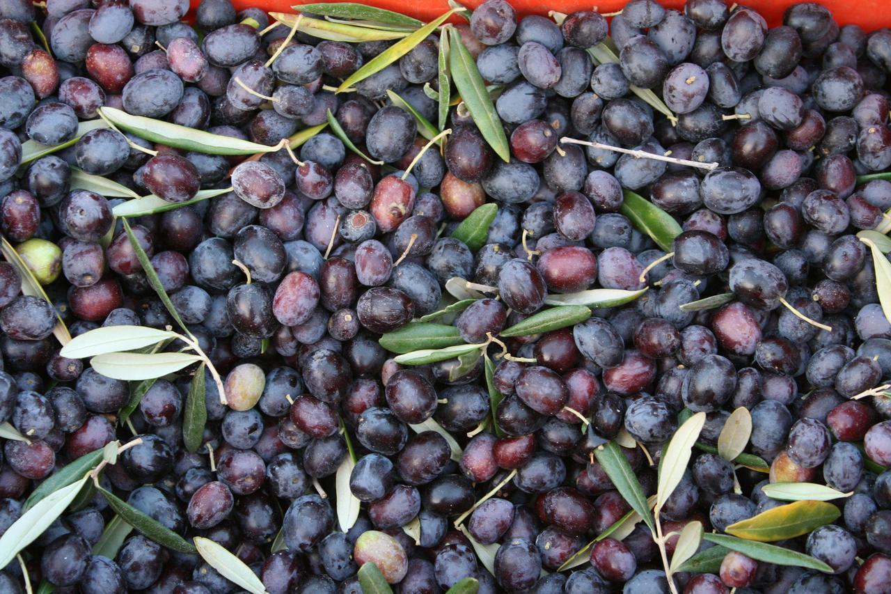 Agriturismo Amicizia كاسانو ديلي مورجي المظهر الخارجي الصورة