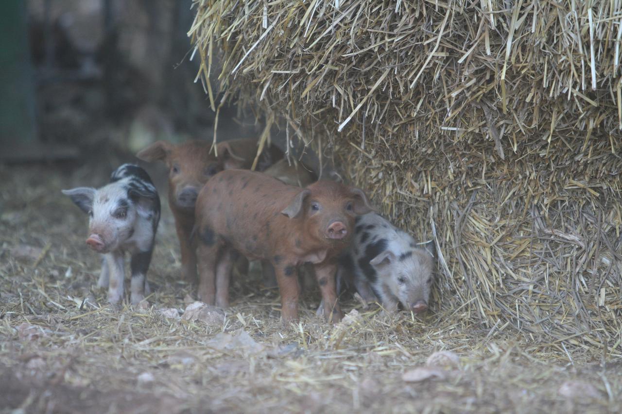 Agriturismo Amicizia كاسانو ديلي مورجي المظهر الخارجي الصورة