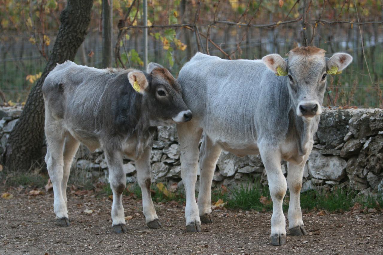 Agriturismo Amicizia كاسانو ديلي مورجي المظهر الخارجي الصورة