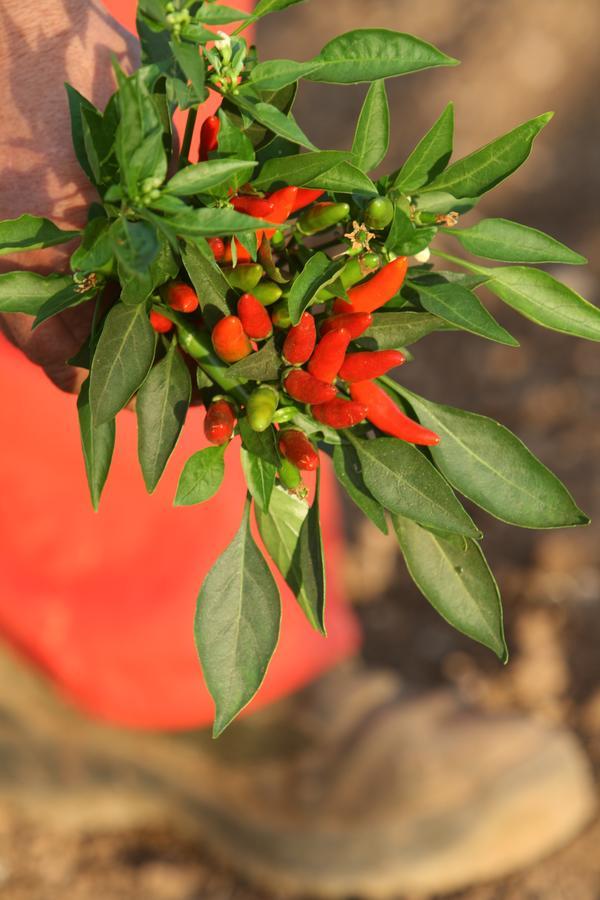 Agriturismo Amicizia كاسانو ديلي مورجي المظهر الخارجي الصورة